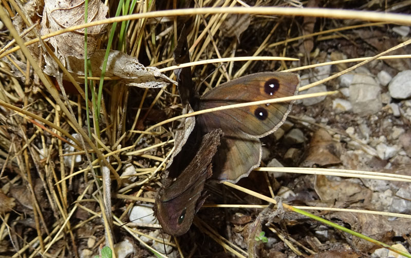 accoppiamento di Satyrus ferula - Nymphalidae Satyrinae
